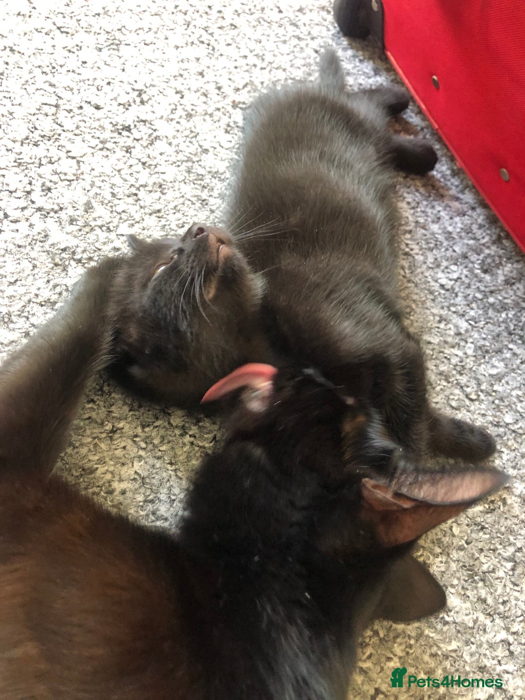 British Shorthair cats for sale: 🐾 A Rare Band of Ghost Tabby Kittens 🐾 - Image 18
