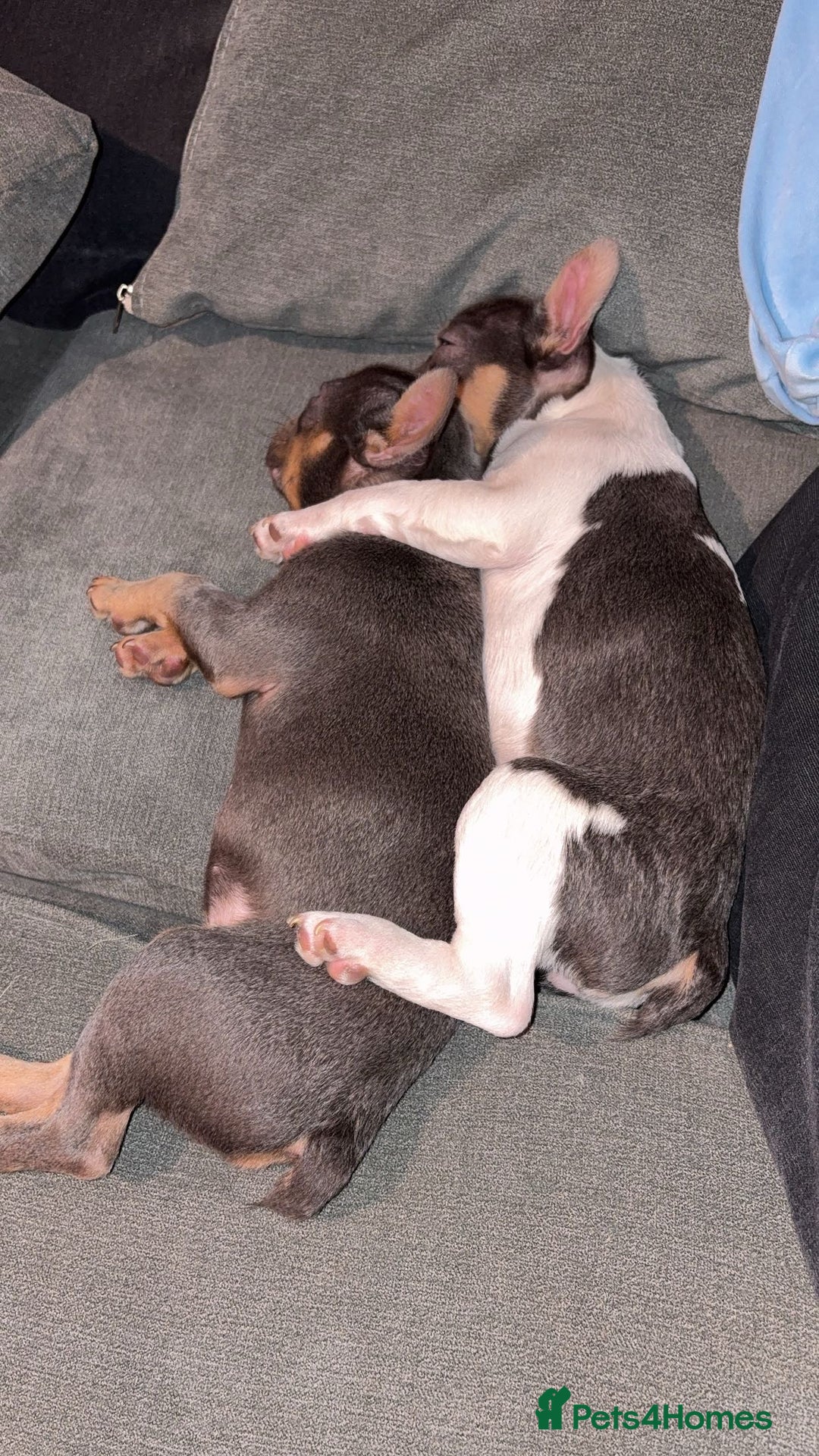 French Bulldog dogs for sale: 2 French bulldog sisters  - Advert 2
