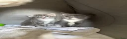 Mixed Breed cats for sale: Kittens  - Advert 5