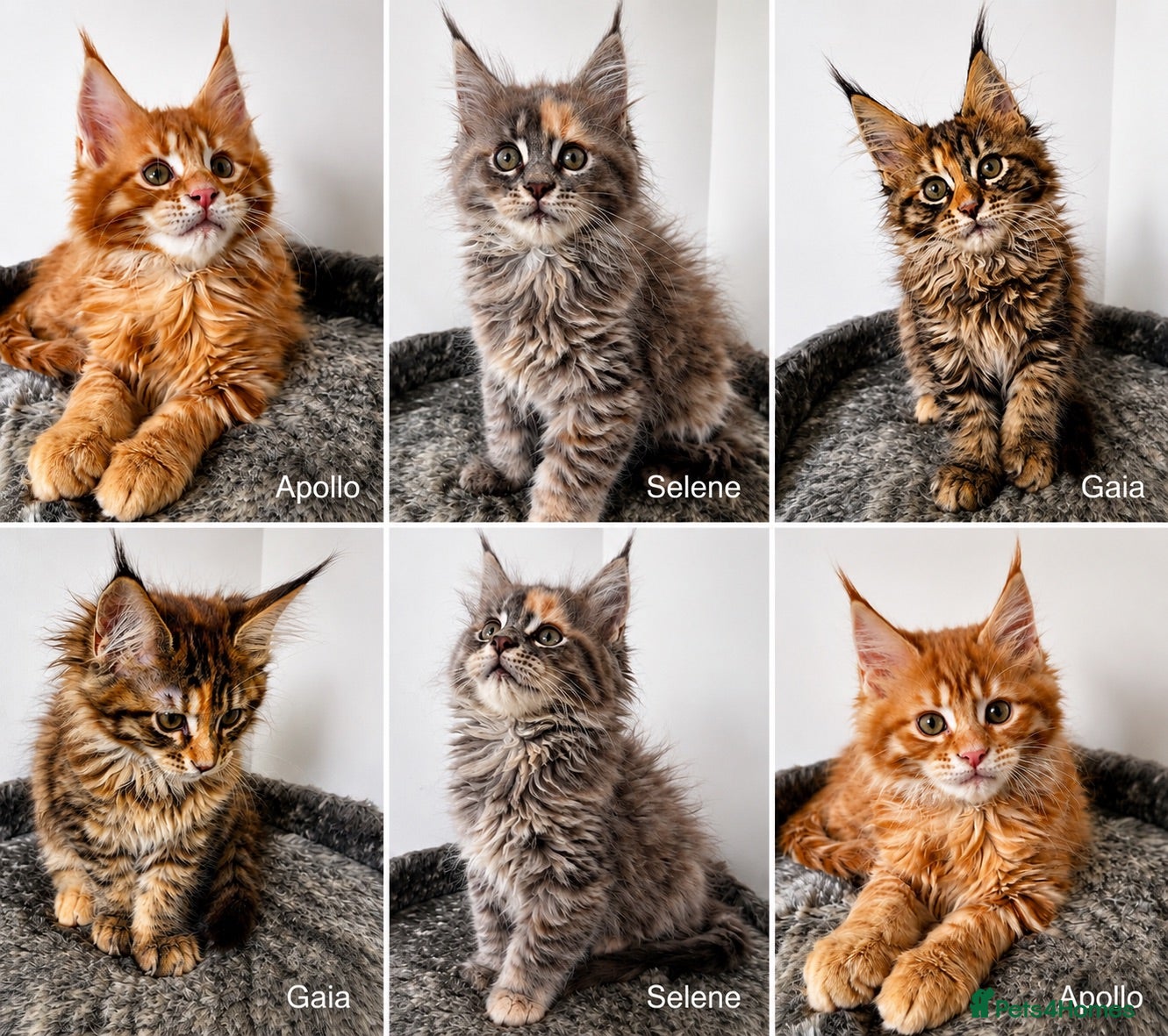 Maine Coon cats 🐾 TICA Registered Maine Coon Kittens🐾 - Advert 2