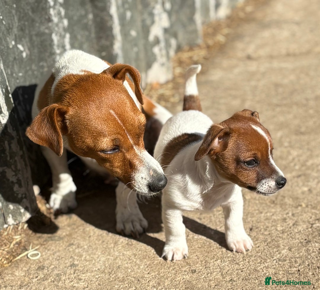 Jack Russell dogs for sale: Jack Russell puppies  - Image 2
