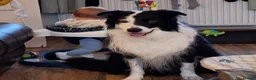 Bearded Collie dogs for stud: Proven stud - Advert 5