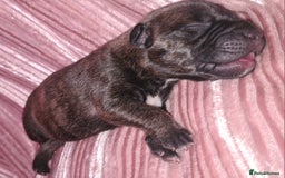 Staffordshire Bull Terrier dogs for sale: READY 7TH NOVEMBER ⭐️ 🐶 2 left ⭐️ staff pups  - Image 13