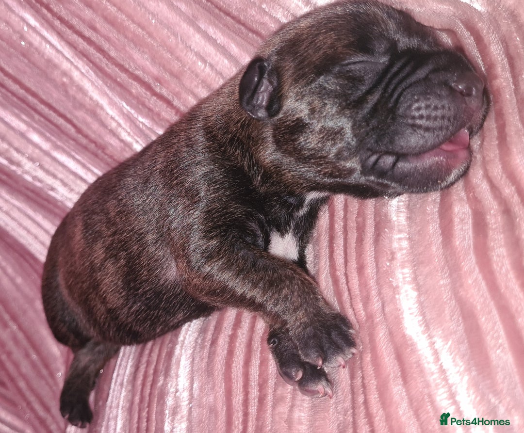 Staffordshire Bull Terrier dogs for sale: READY 7TH NOVEMBER ⭐️ 🐶 2 left ⭐️ staff pups  - Image 13