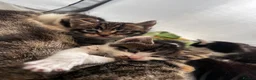 Mixed Breed cats for sale: 5 kitty’s looking for future homes in Hatfield - Advert 4