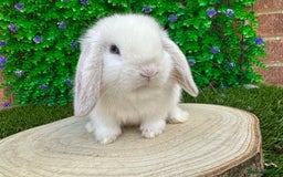 Mini Lop rabbits for sale: Stunning mini lops - Image 26