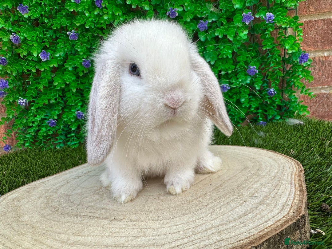 Mini Lop rabbits for sale: Stunning mini lops - Image 26