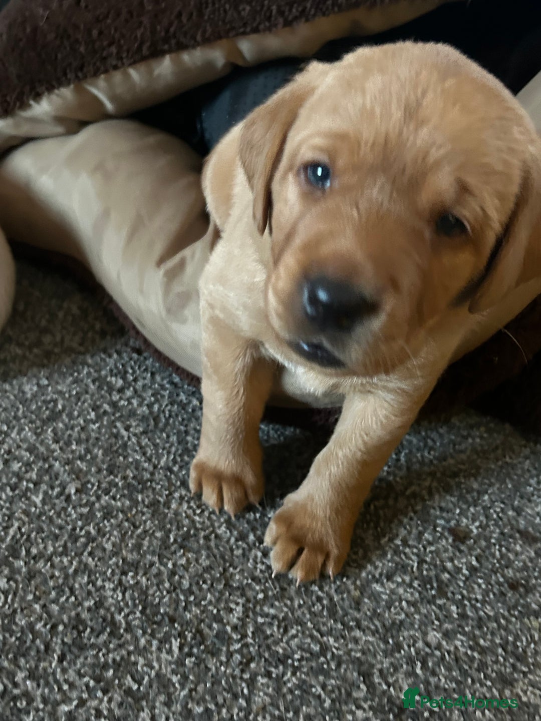 Labrador Retriever dogs for sale: Pure breed Labrador pups  - Advert 3