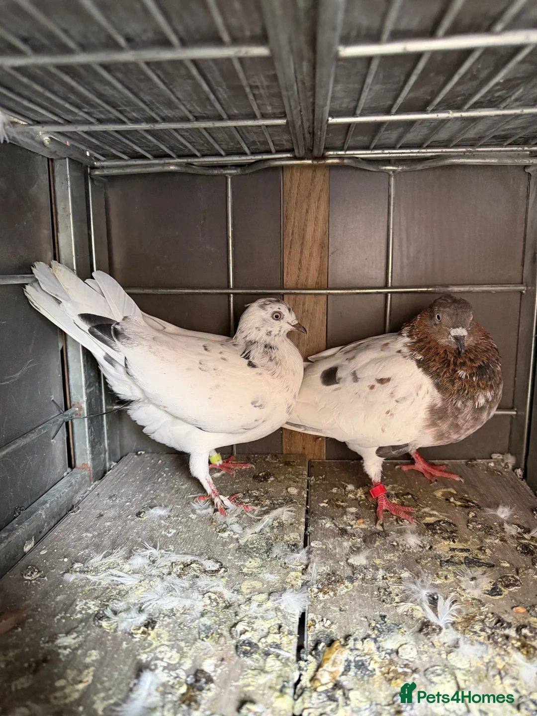 Pigeons birds for sale: Roller and flyer for sale in Dagenham - Advert 2