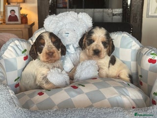 Cocker Spaniel dogs 4 gorgeous show type cocker spaniel dna clear - Advert 1