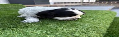 Cocker Spaniel 2