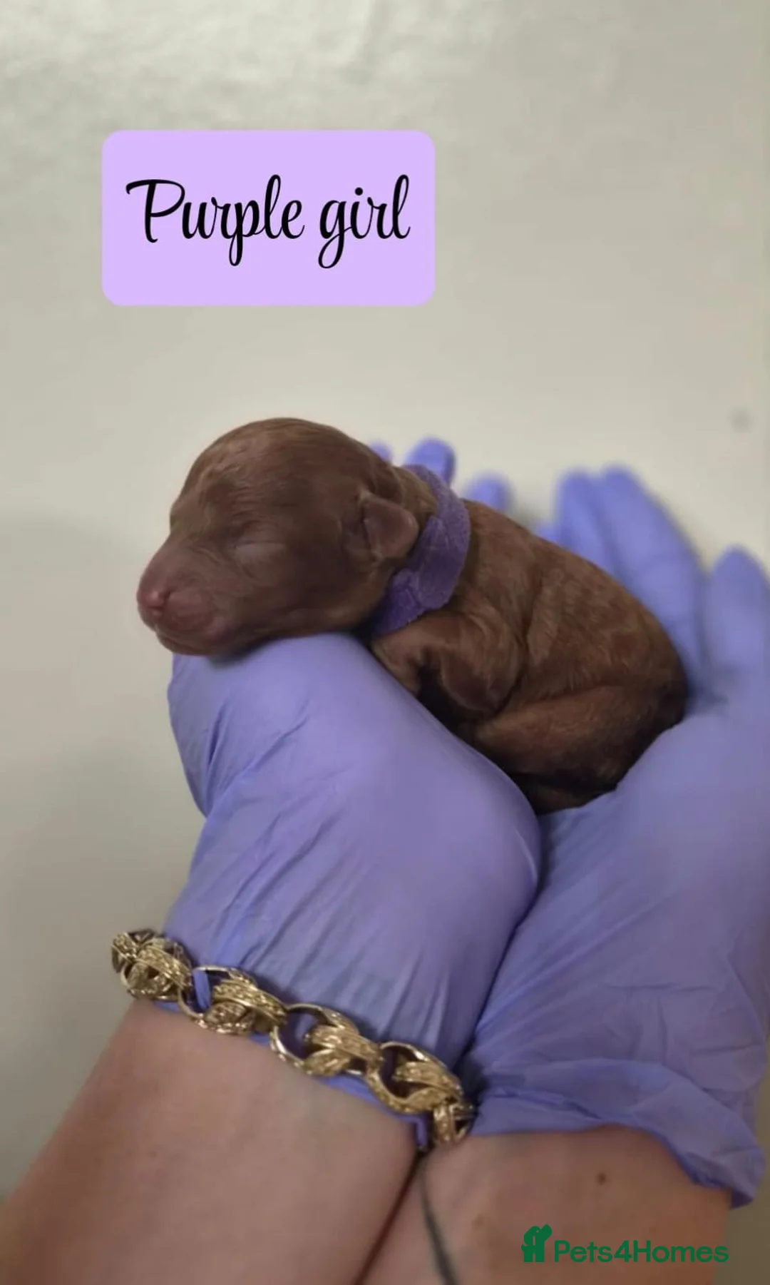 Cavapoo dogs for sale: 🩵🩷STUNNING F1B PUPPIES FOR SALE🩷🩵 - Advert 2