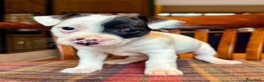 Jack Russell 3