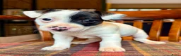 Jack Russell dogs for sale: Traditional Jack Russell Terriers  - Advert 10