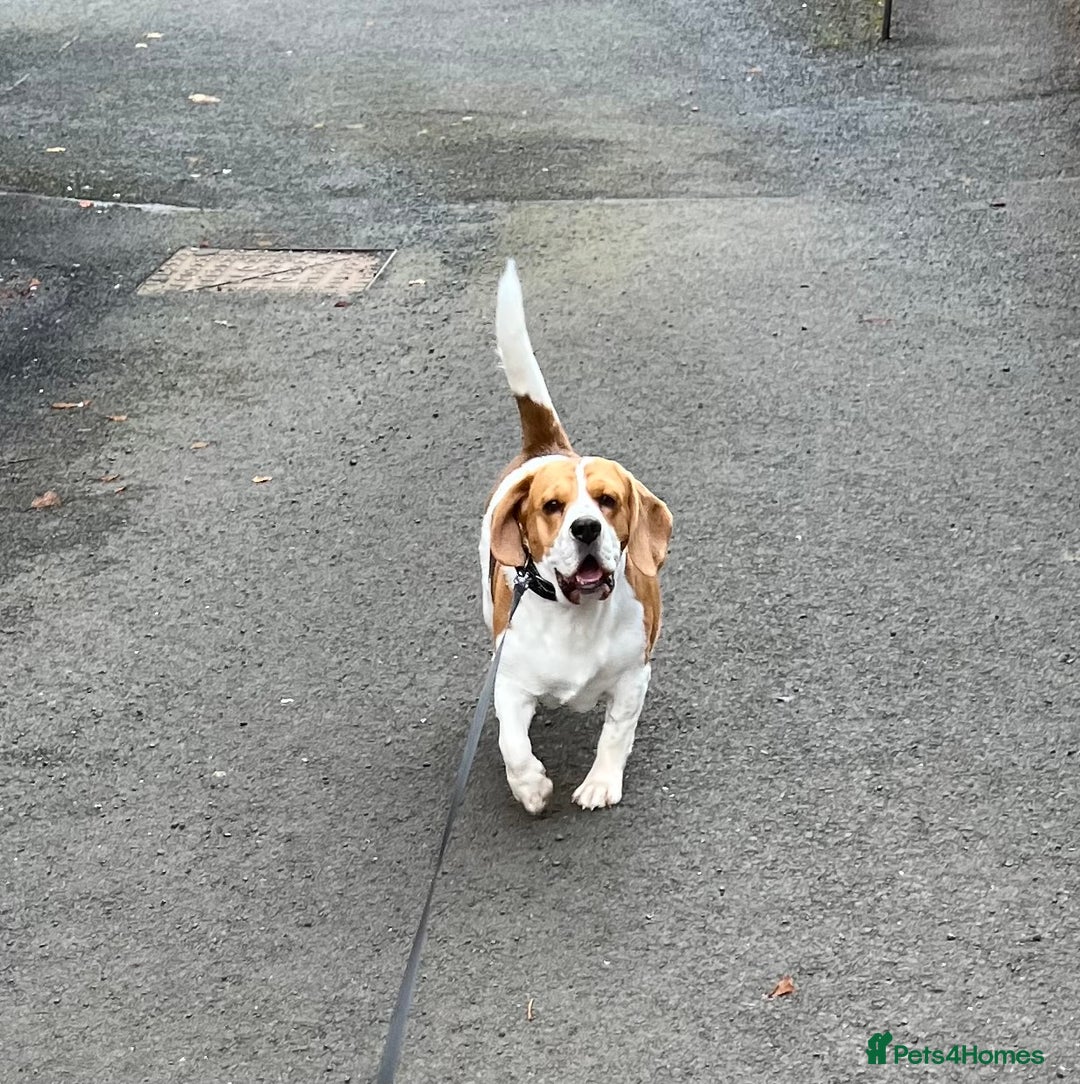 Beagle dogs for stud: KC Registered Beagle for Stud - Advert 4