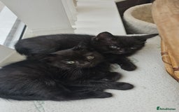 Mixed Breed cats for sale: Half ragdoll kittens - Image 2