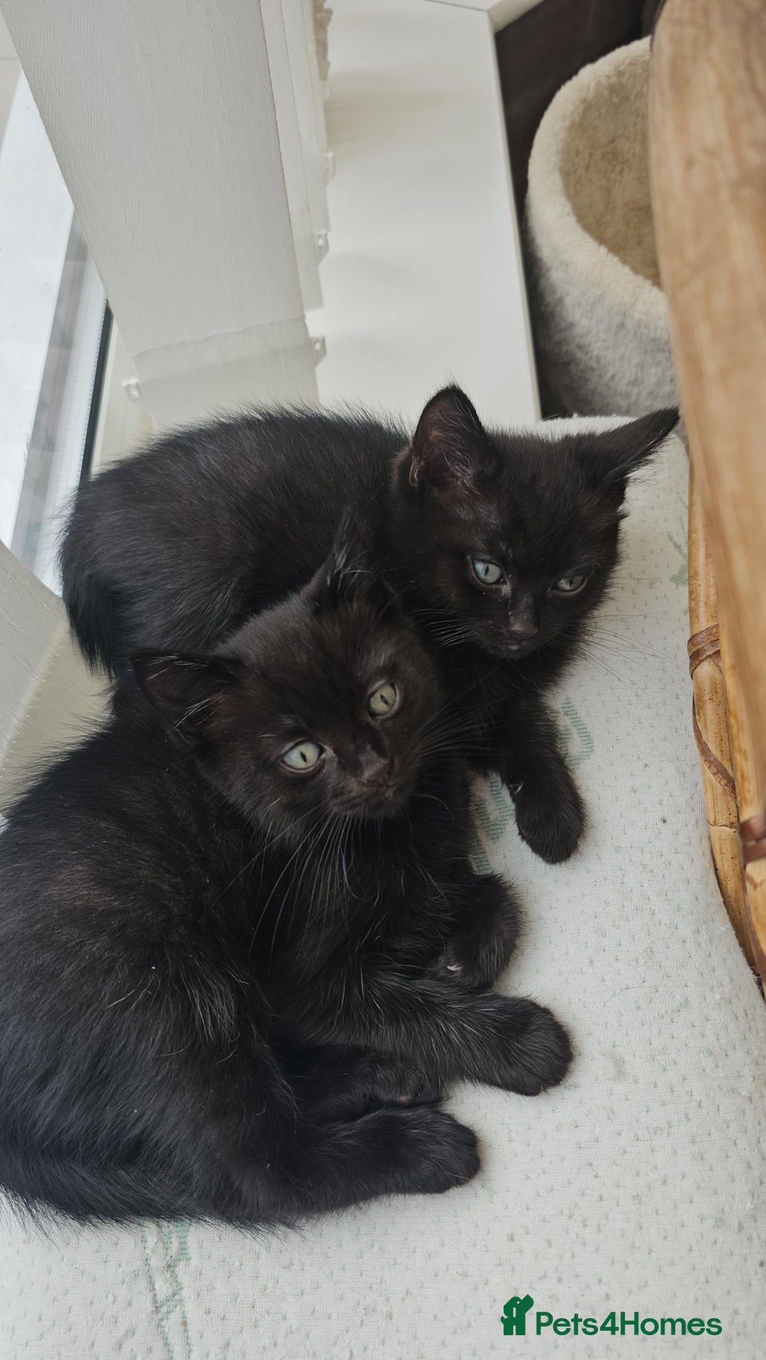 Mixed Breed cats for sale: Half ragdoll kittens - Image 2