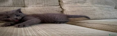 Mixed Breed Kitten 4