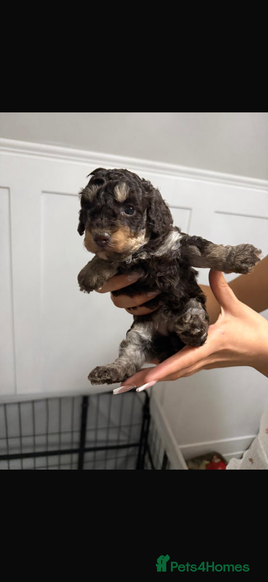 Toy Poodle dogs for sale: Chocolate phantom non fading toy poodles  - Advert 9