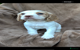 Cocker Spaniel dogs for sale: Gorgeous kc registered cocker spaniel puppies - Image 37