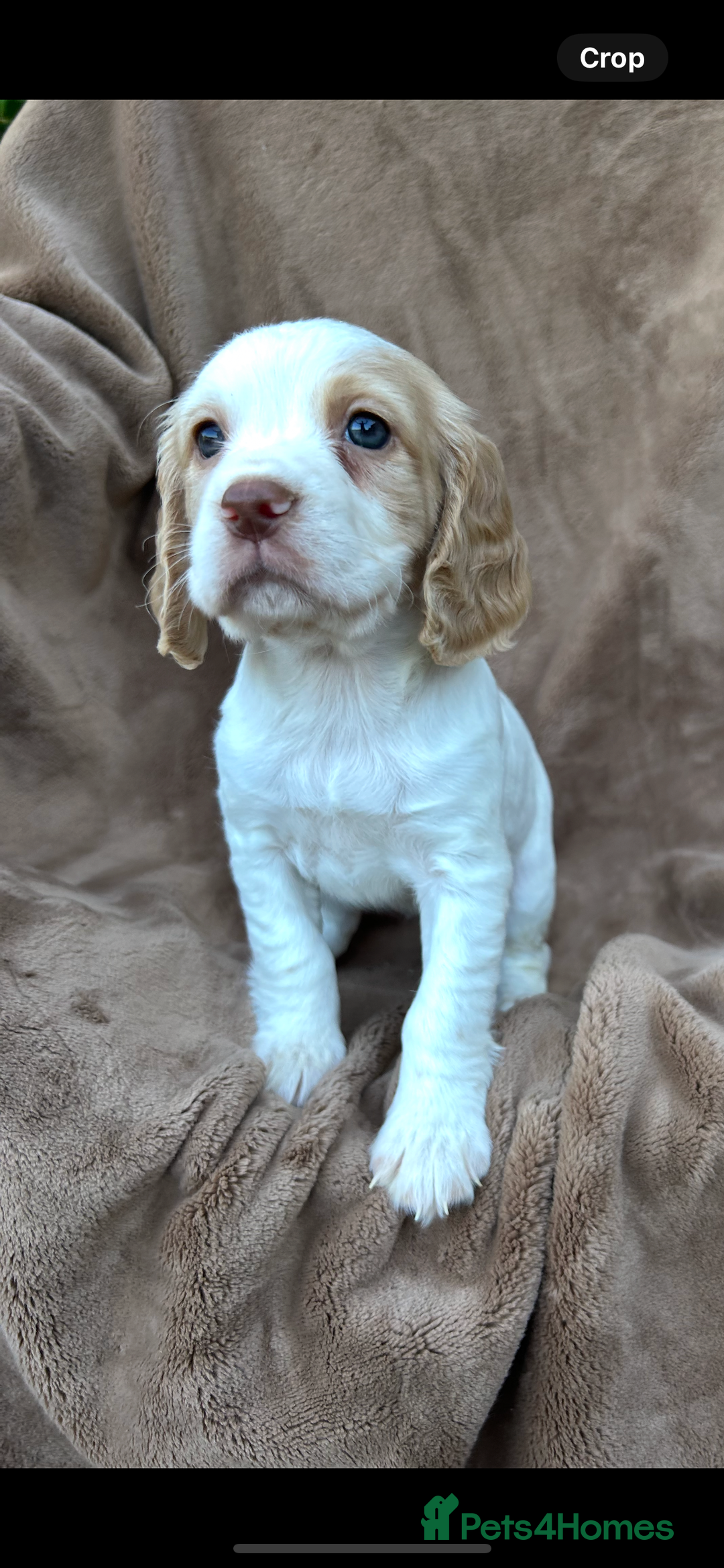 Cocker Spaniel dogs for sale: Gorgeous kc registered cocker spaniel puppies - Image 37
