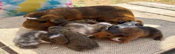 Guinea Pig rodents for sale: Beautiful baby guinea pigs FUNKY, roans & crested - Advert 6