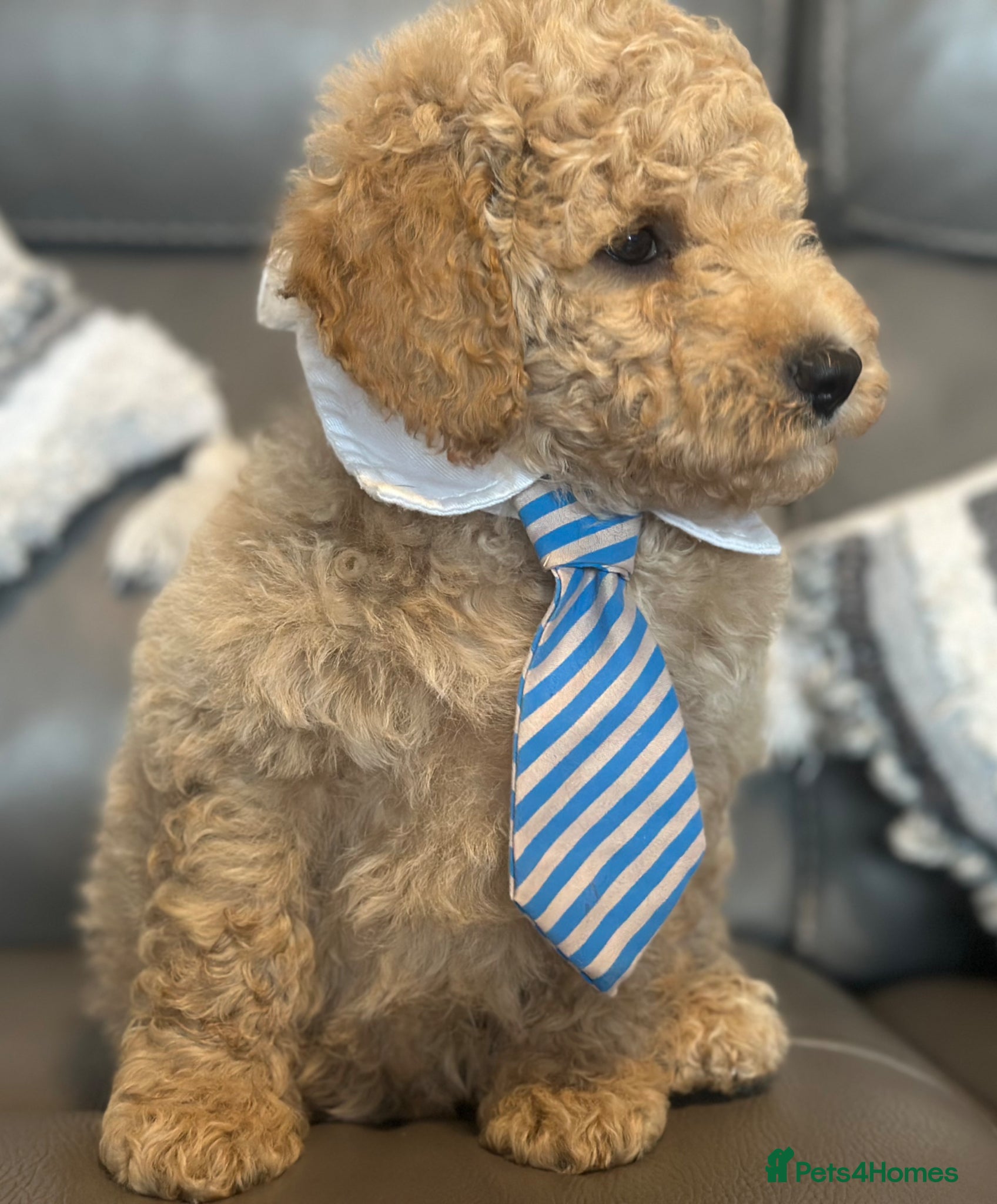 Goldendoodle dogs F1B MINI/MEDIUM GOLDENDOODLES FULL HEALTH CHECKED  - Advert 2