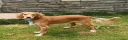 Cocker Spaniel dogs for sale: Working Cocker Spaniel - interest list open. - Advert 8