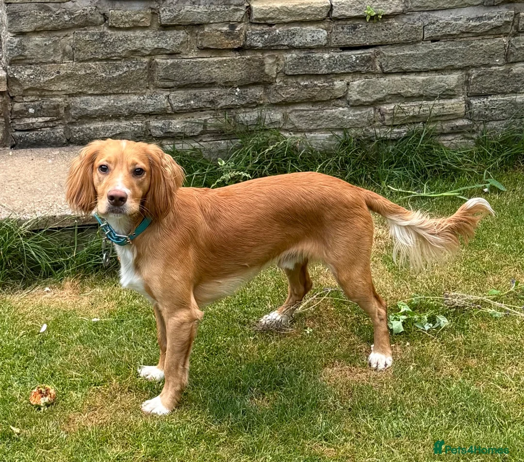Cocker Spaniel dogs for sale: Working Cocker Spaniel - interest list open. - Advert 8
