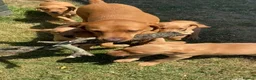 Labrador Retriever dogs for sale: Gorgeous Kc registered Labrador  in Honiton - Advert 2