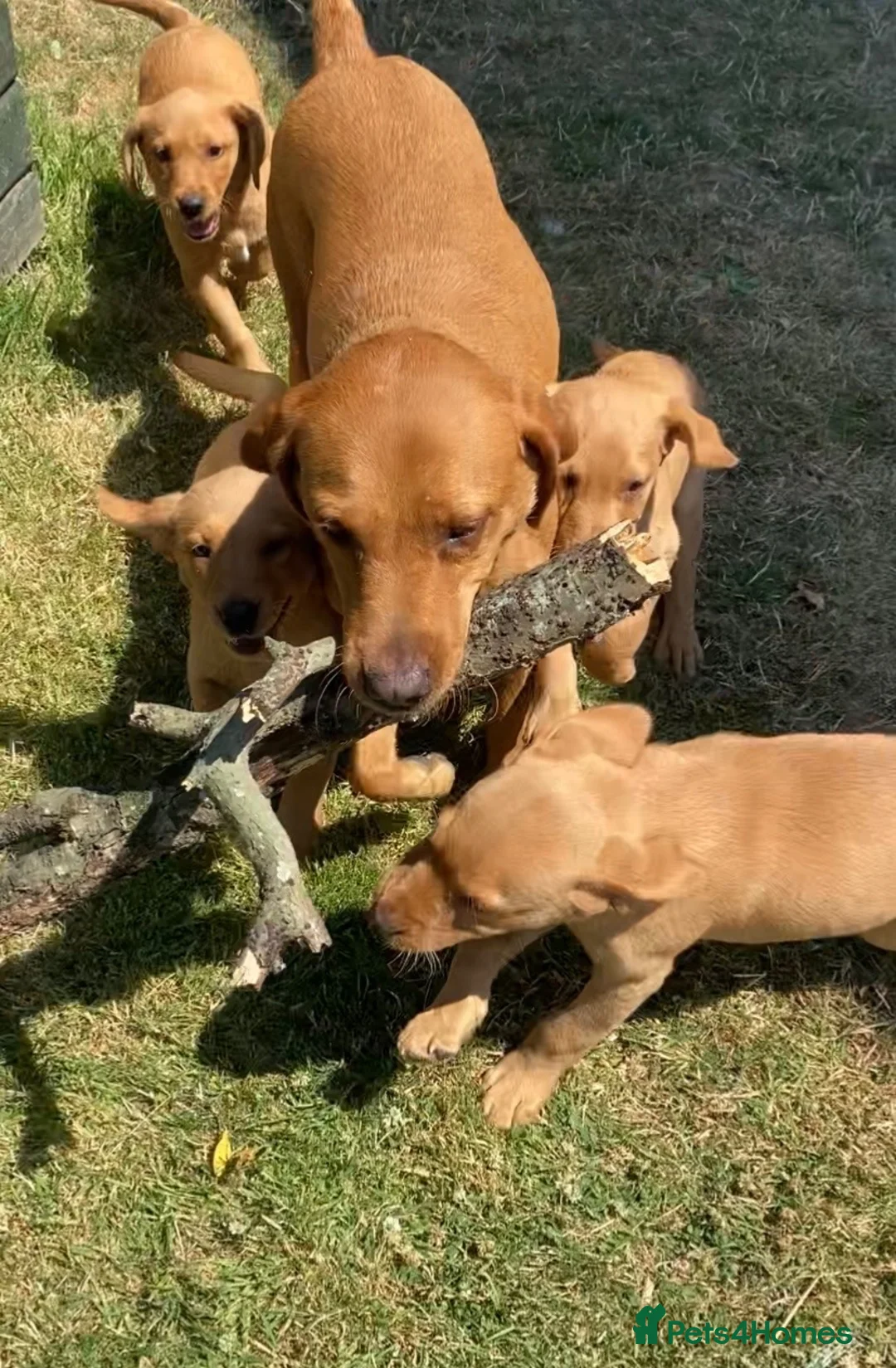 Labrador Retriever dogs for sale: Gorgeous Kc registered Labrador  in Honiton - Advert 2