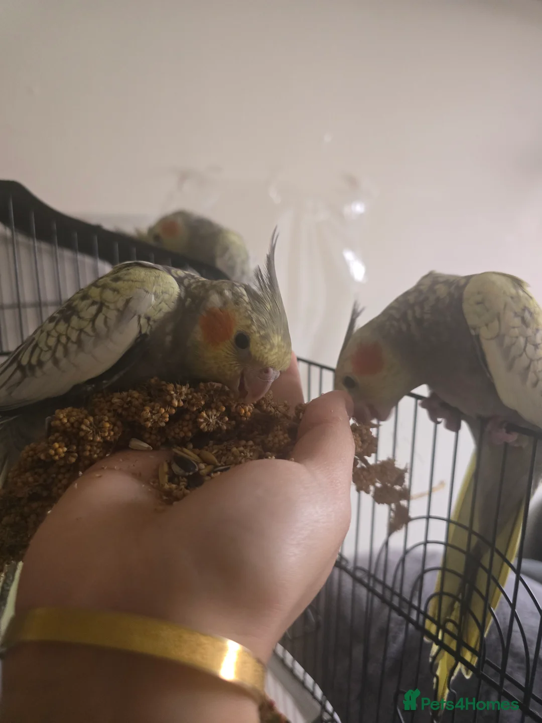 Cockatiels birds for sale: Baby cockatiels for sale  - Advert 2