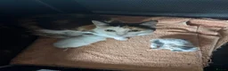 Mixed Breed cats for sale: 4 Beautiful long haired boys - Advert 1