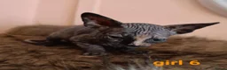 Sphynx cats for sale: Beautiful Sphynx kittens for sale in Leeds - Advert 17