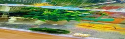 Platies fish for sale: Beautiful small Platy, Guppy shrimps&Pleco-HobbyTK - Advert 15
