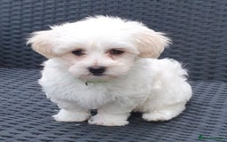 Maltese dogs for sale: Maltese Puppy KC Registred 9 weeks old London EN5 - Image 10