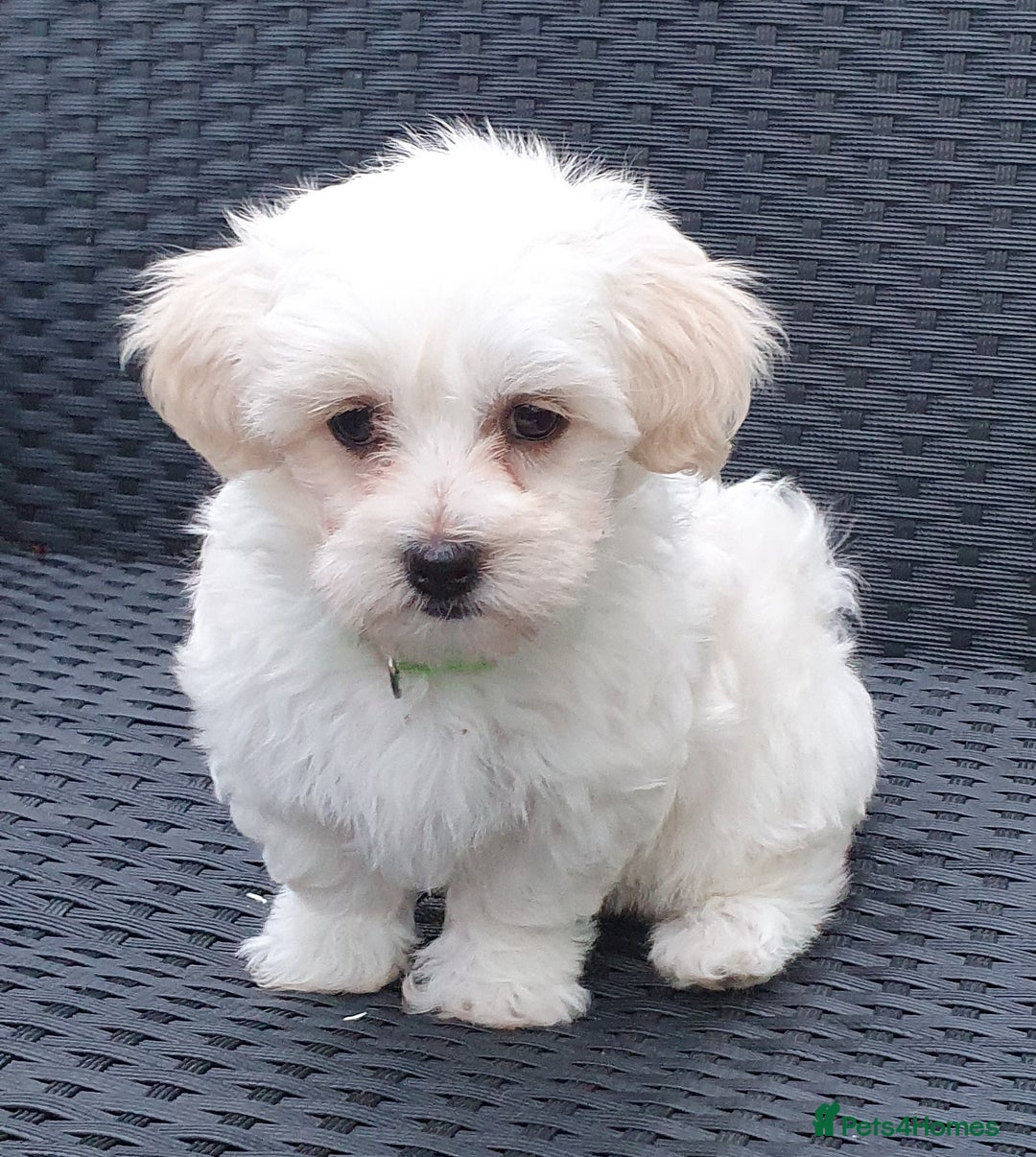 Maltese dogs for sale: Maltese Puppy KC Registred 9 weeks old London EN5 - Image 10