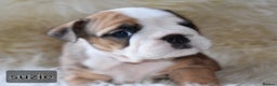 English Bulldog dogs for sale: Outstanding British Bulldogs NEIBULL Champ lines - Advert 8