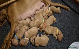 Hungarian Vizsla dogs for stud:   *Proven Stud* Son of Hungarian Grand Champion in Workington - Image 2
