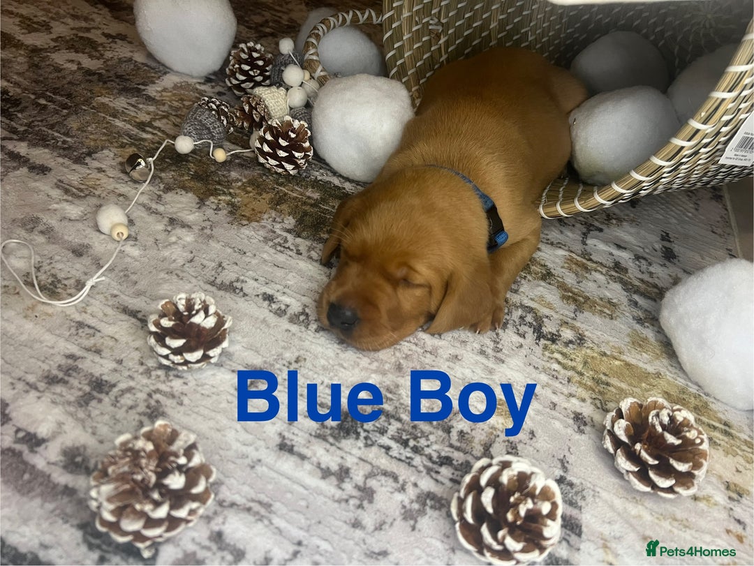 Labrador Retriever dogs for sale: Champion line KC reg dark Red Fox Yellow Labrador  - Advert 10