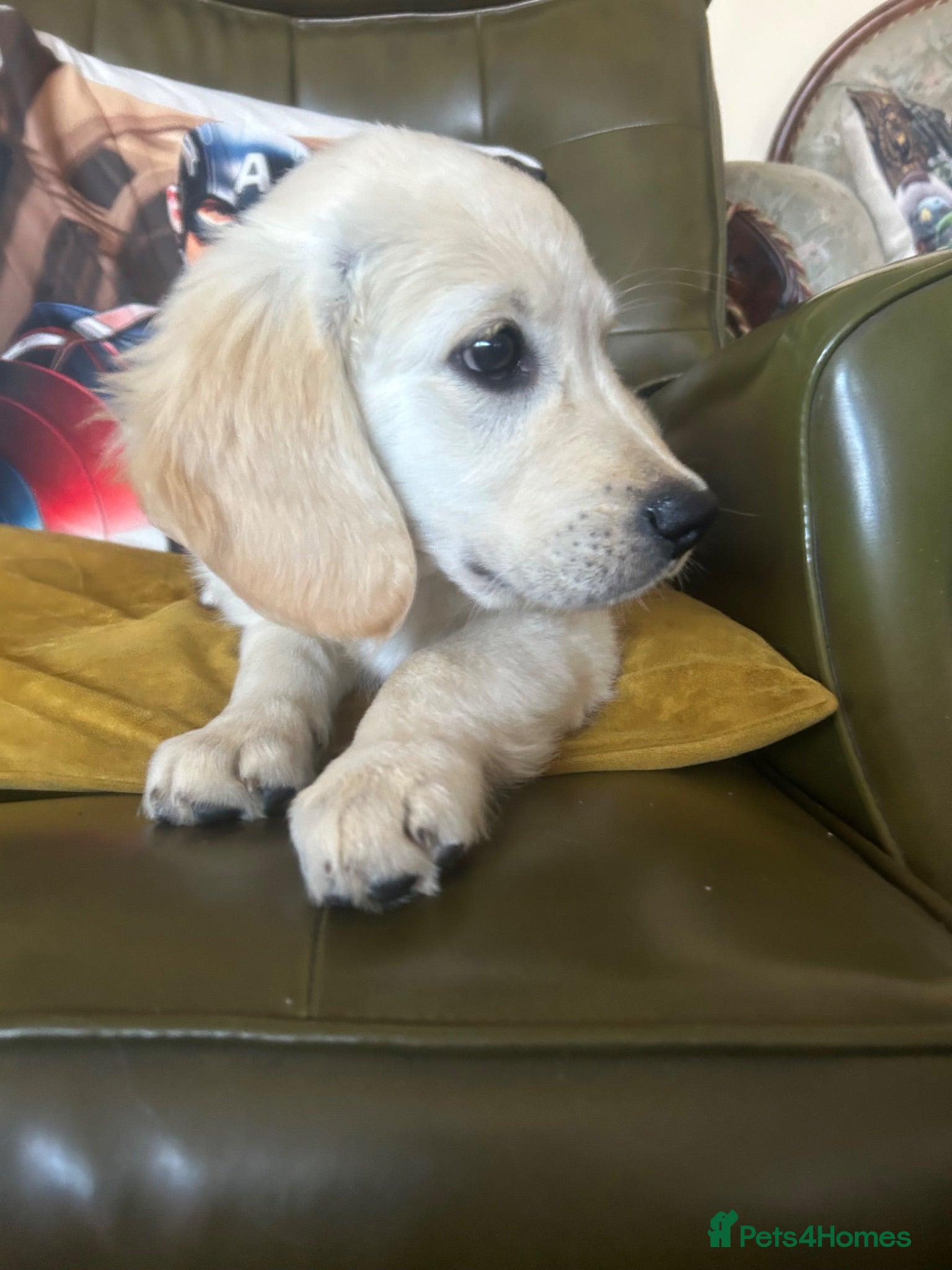 Mixed Breed dogs Dakota sports retriever. Only Mr Grey left. 😮  - Advert 1