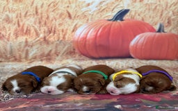 Cavalier King Charles Spaniel dogs for sale: ⭐️Kc dna, heart tested cavalier babys⭐️ - Image 1