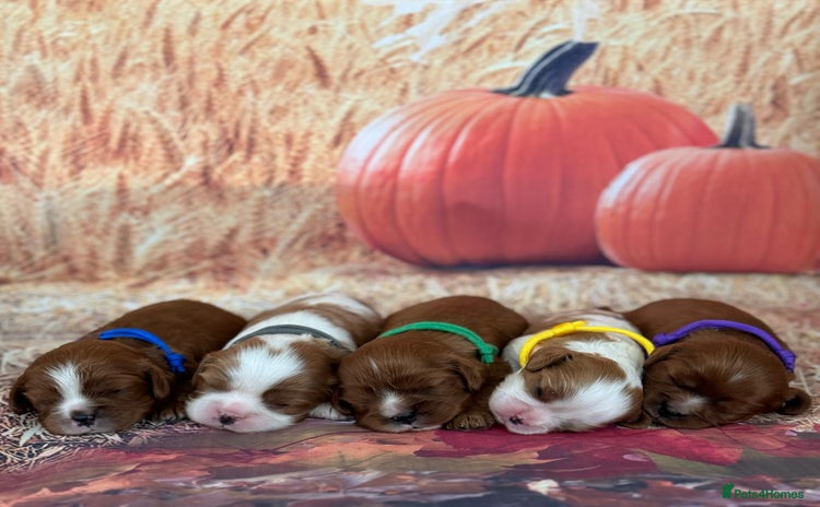 Cavalier King Charles Spaniel dogs - Advert 3