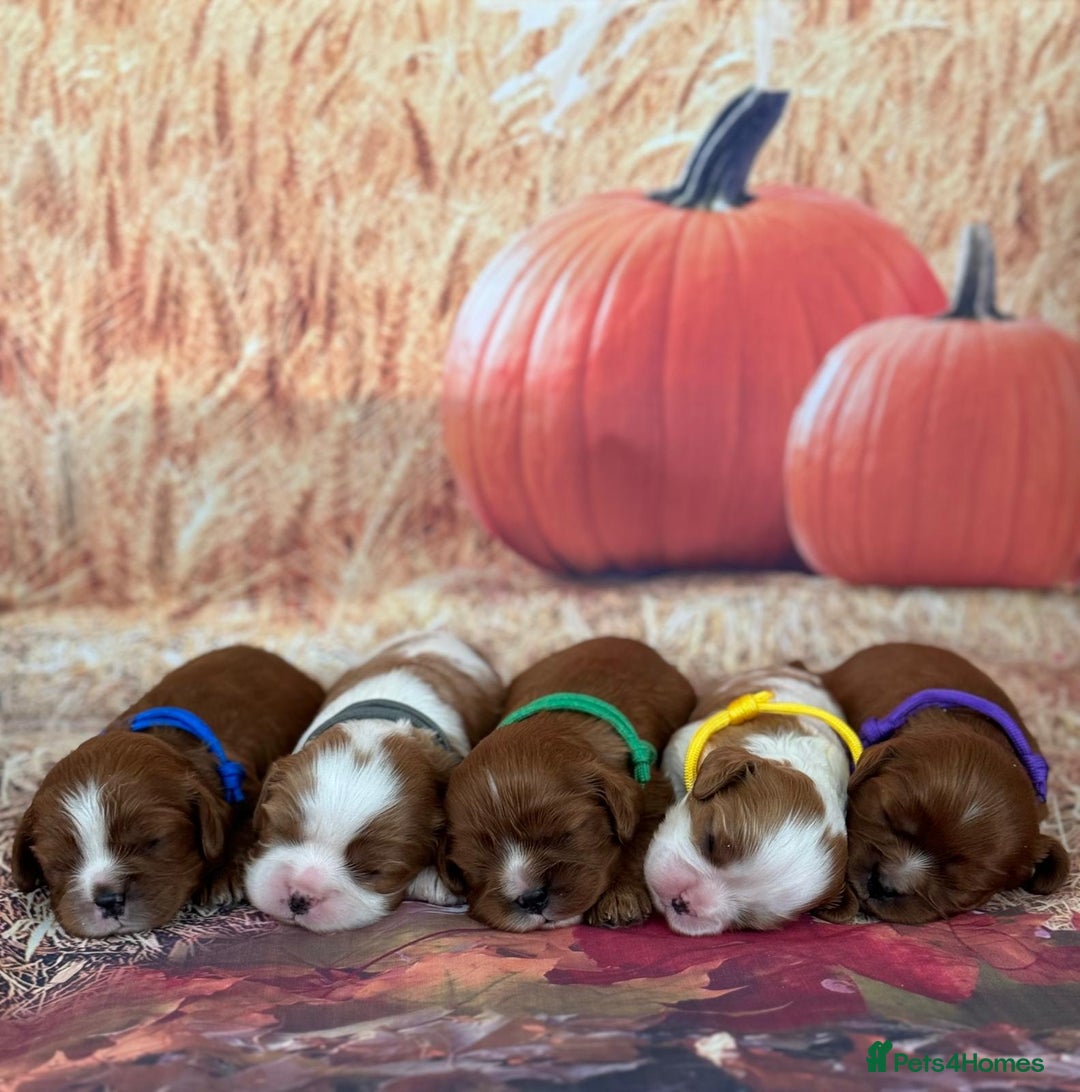 Cavalier King Charles Spaniel dogs for sale: ⭐️Kc dna, heart tested cavalier babys⭐️ - Image 1