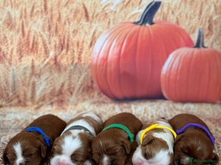 Cavalier King Charles Spaniel dogs - Advert 2