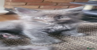 Maine Coon cats - Advert 9