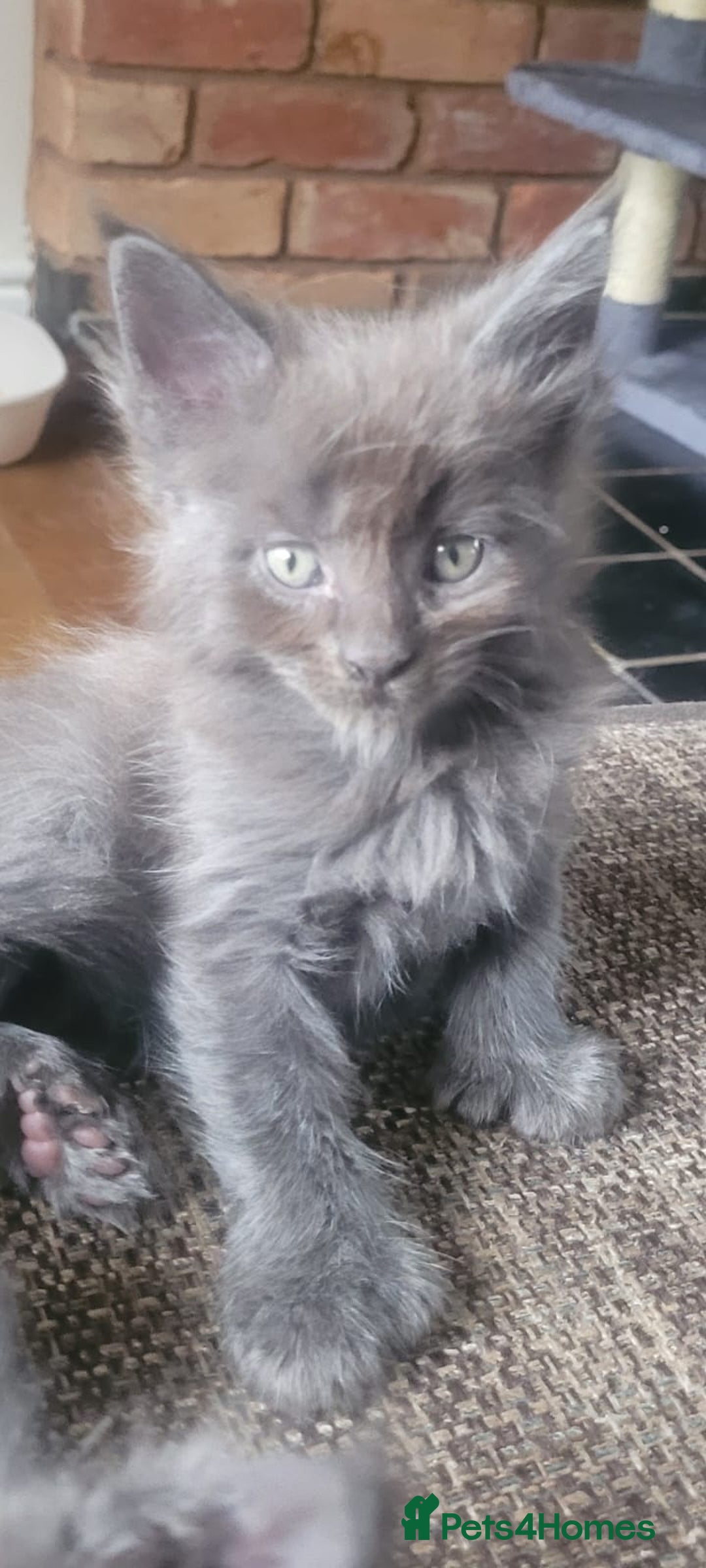 Maine Coon cats for sale: Maine coon pedigree kittens  - Image 5