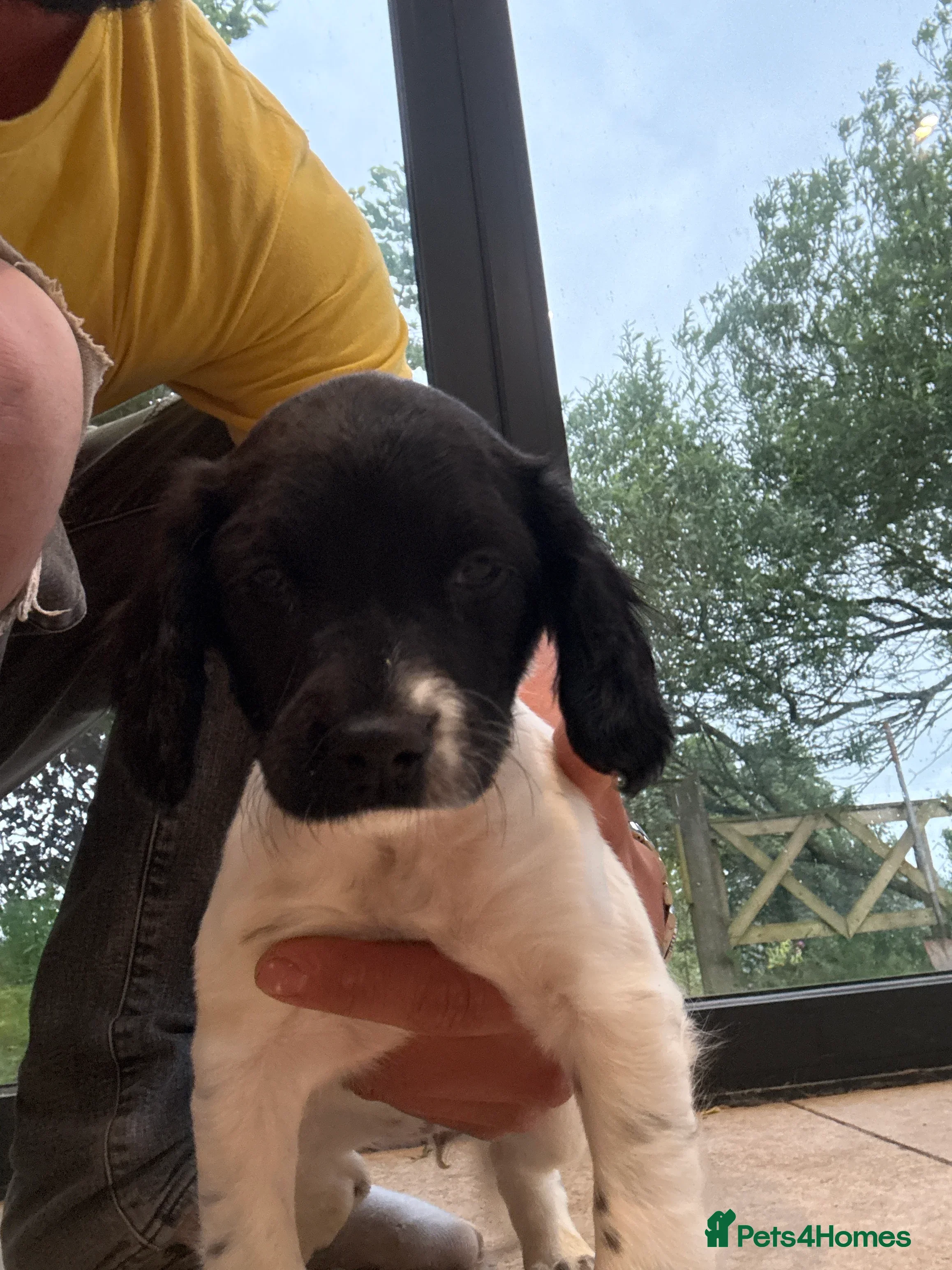 English Springer Spaniel dogs English springer spaniel puppies - Advert 2