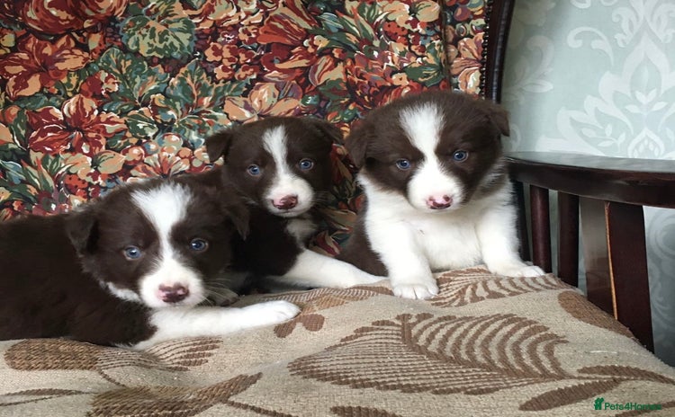 Border Collie dogs - Advert 11