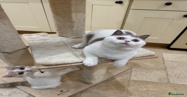 British Shorthair cats - Advert 15